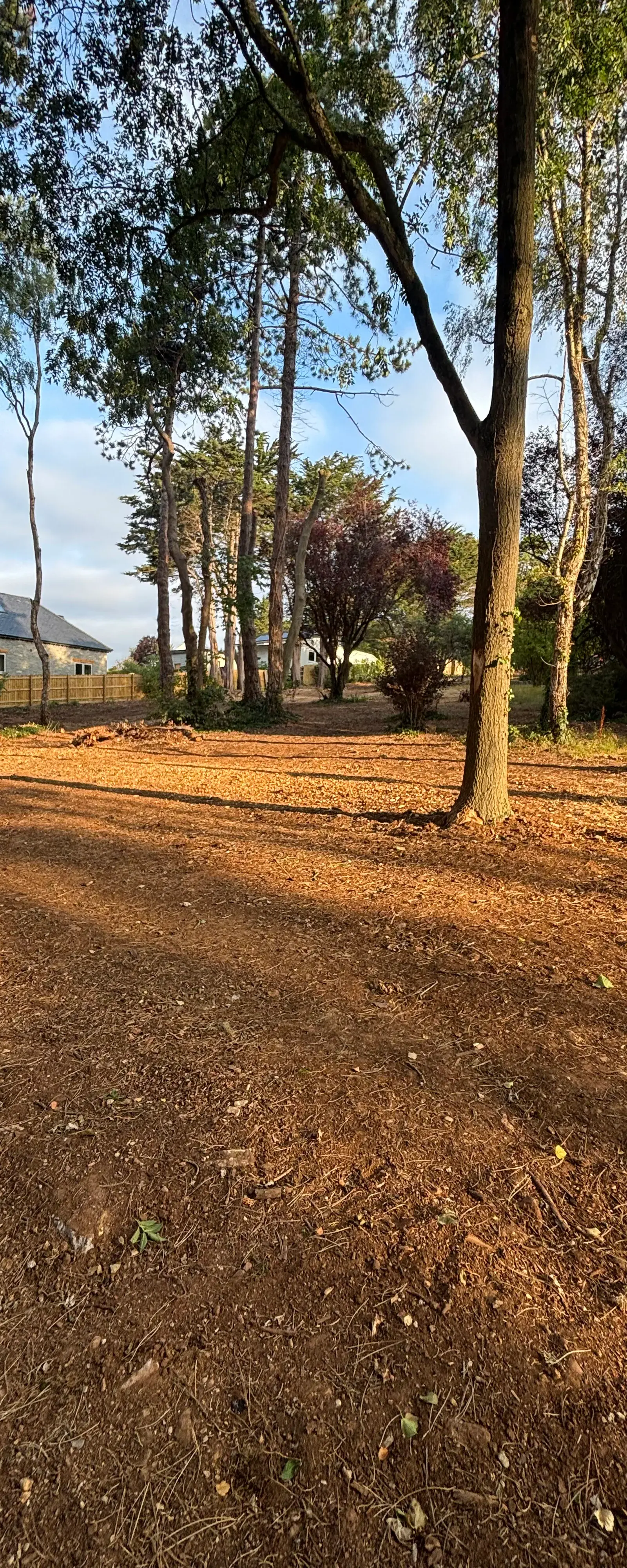 Completed grounds work around mature trees