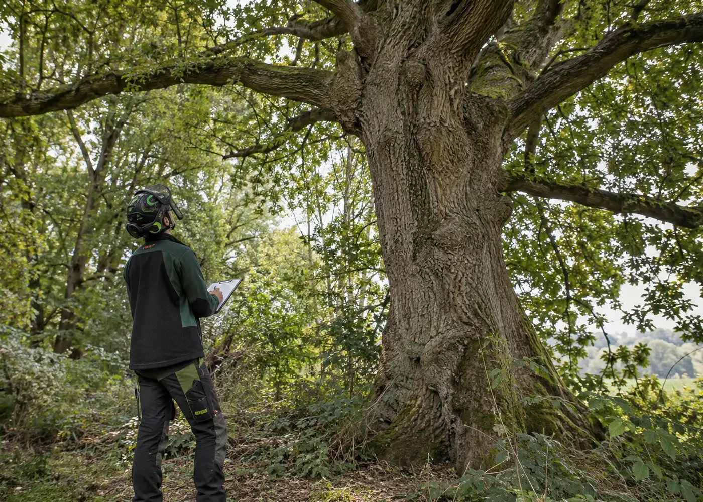 Mature British woodland trees in a conservation area