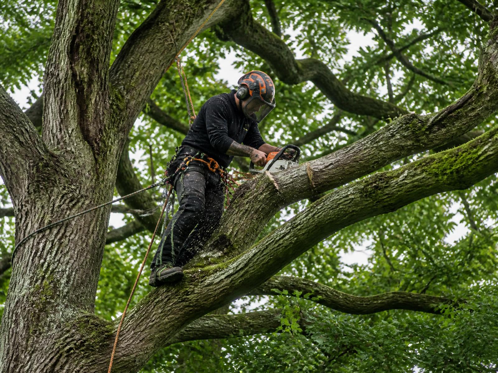 Qualified tree surgeon roped into a mature oak tree using a chainsaw